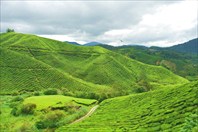 Чайные плантации в Кэмерон Хайлендс